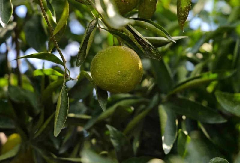 Adana'da mandalina hasadı başladı