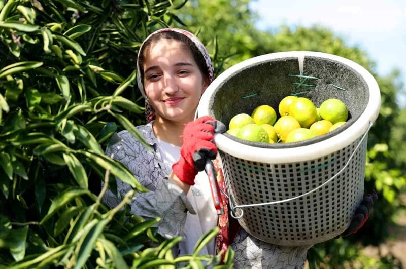 Adana'da mandalina hasadı başladı