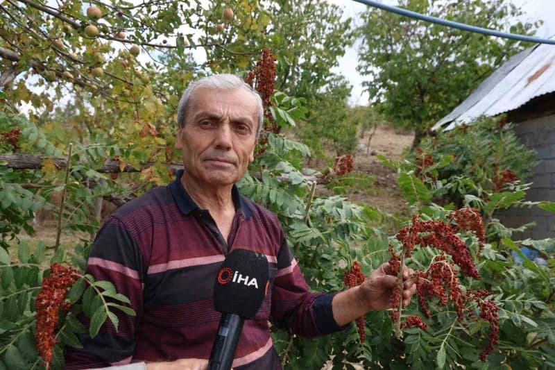 Adana’nın Saimbeyli ilçesinde "Sumakçı Dede" olarak tanınan Hazım Ak’ın yaklaşık 20 yıl önce meyve vermeyen yabani erkek