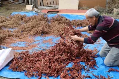 Adana Saimbeyli'de aşılanarak üretime kazandırılan yabani sumak salkımları güneşte kurutuluyor
