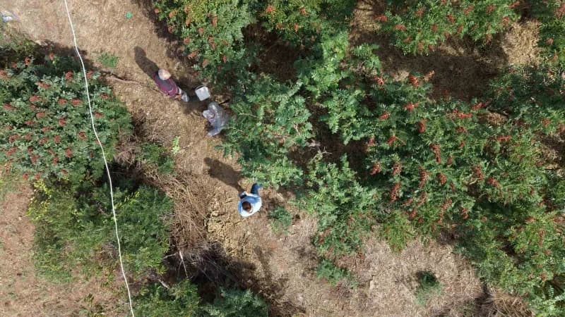 Adana’nın Saimbeyli ilçesinde "Sumakçı Dede" olarak tanınan Hazım Ak’ın yaklaşık 20 yıl önce meyve vermeyen yabani erkek