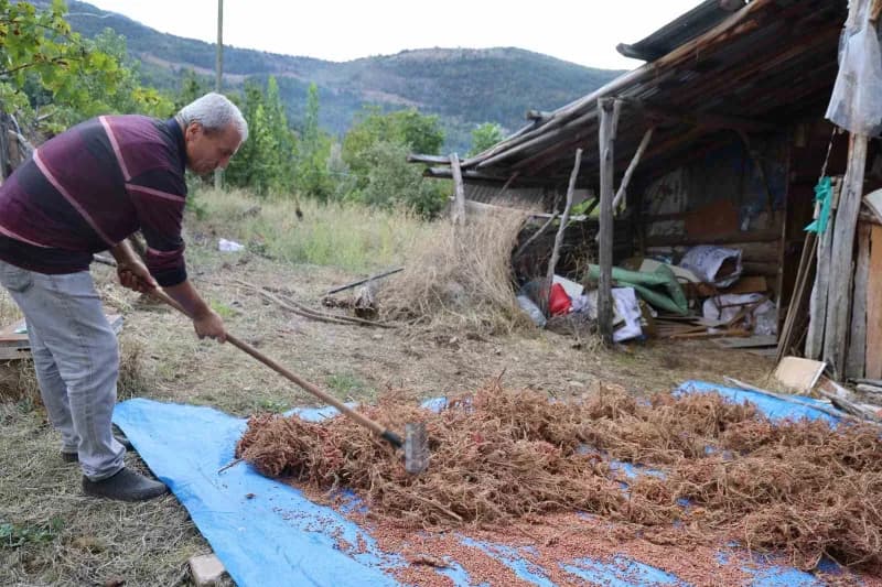 Saimbeyli ilçesinde dağlarda ve bahçelerde kendiliğinden yetişen ancak meyve vermeyen yabani sumakları üretime kazandırm