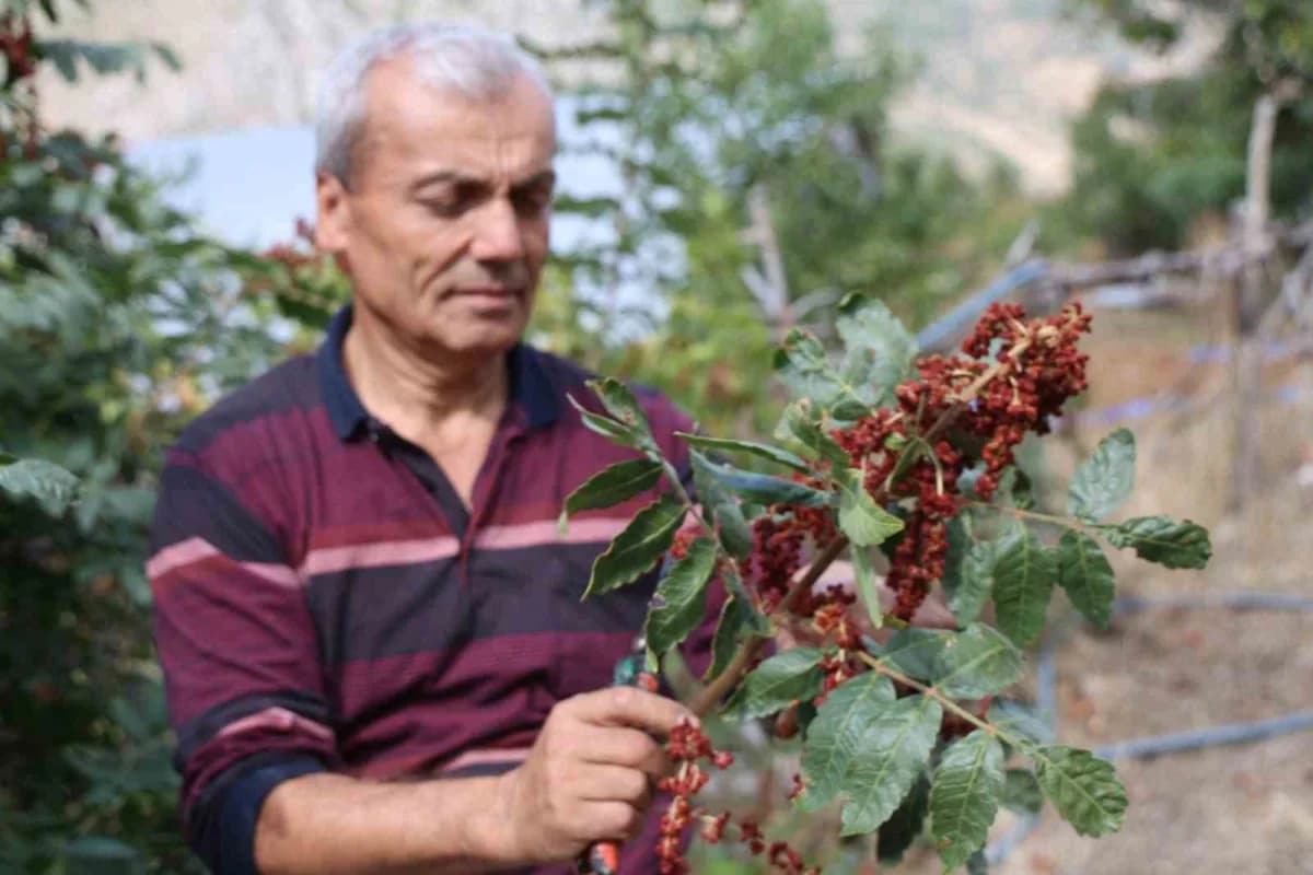 Adana’nın Saimbeyli ilçesinde "Sumakçı Dede" olarak tanınan Hazım Ak’ın yaklaşık 20 yıl önce meyve vermeyen yabani erkek