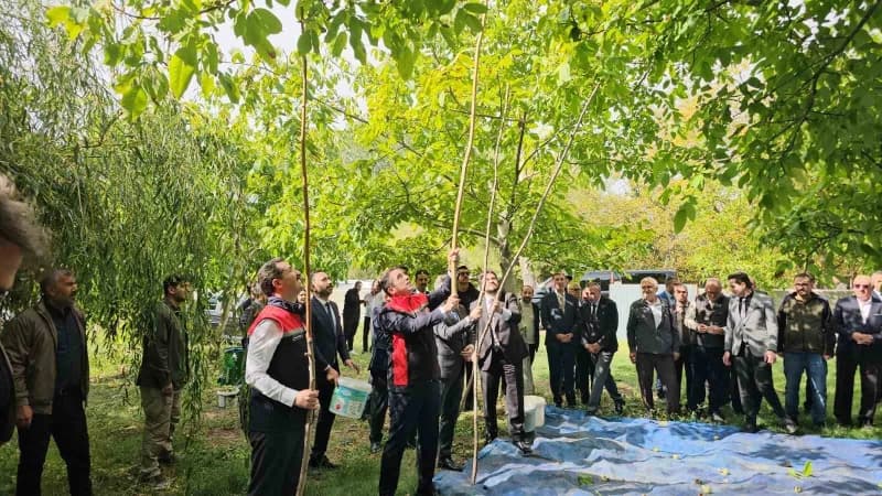 Bitlis’in Adilcevaz ilçesinde kendine özgü lezzeti ve kalitesiyle öne çıkan coğrafi işaret tescilli Adilcevaz cevizinde