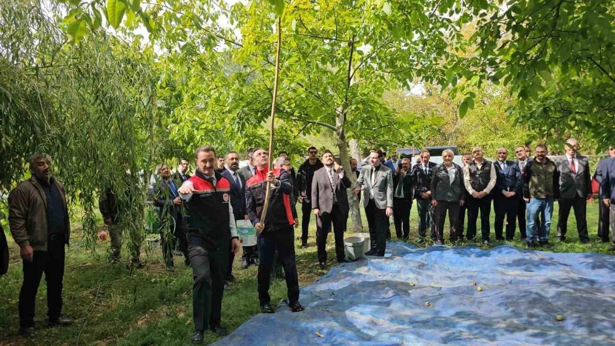 Bitlis’in Adilcevaz ilçesinde kendine özgü lezzeti ve kalitesiyle öne çıkan coğrafi işaret tescilli Adilcevaz cevizinde