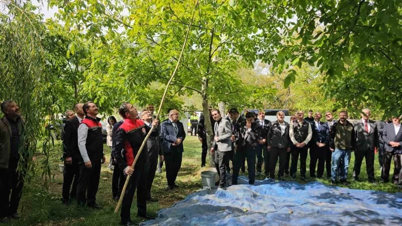 Bitlis’in Adilcevaz ilçesinde kendine özgü lezzeti ve kalitesiyle öne çıkan coğrafi işaret tescilli Adilcevaz cevizinde