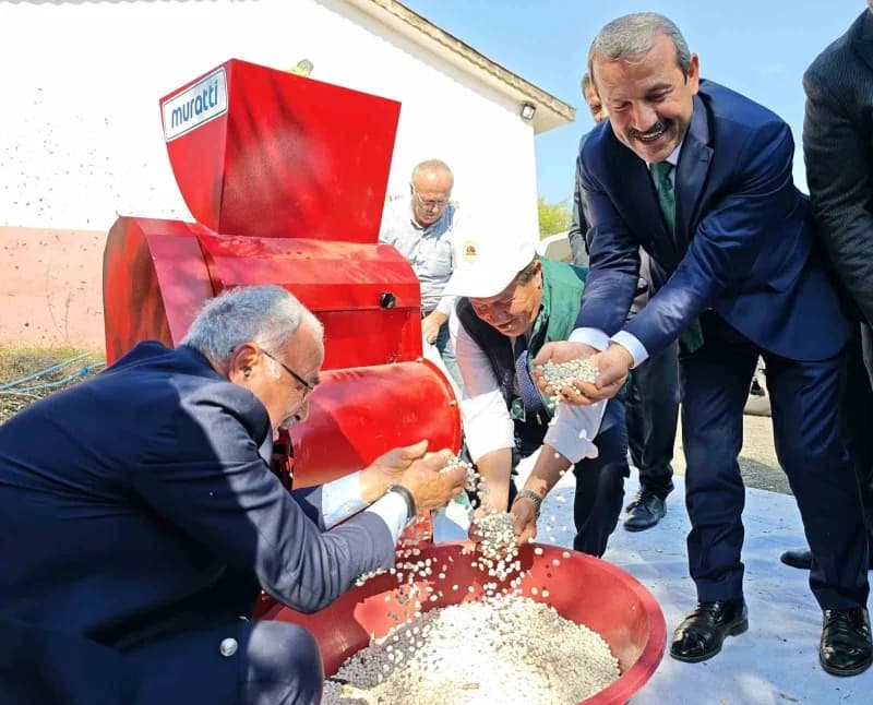 Toplanan fasulyelerin öğütülmesi