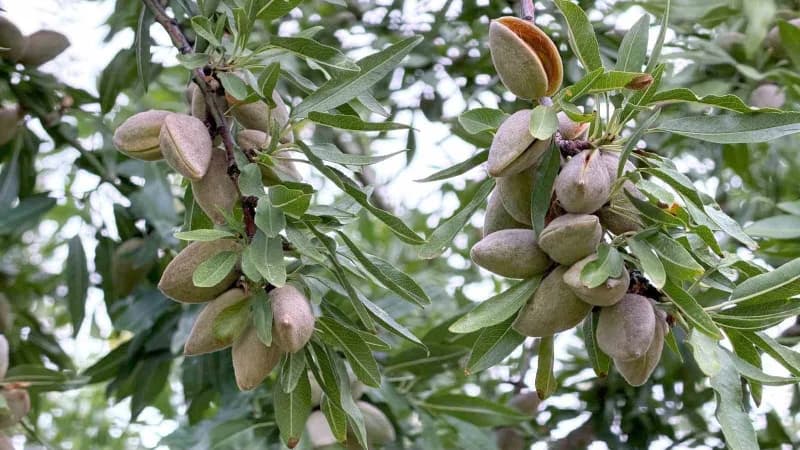Akşehir Yarenler Mahallesi’nde badem bahçesinde inceleme yapan İlçe Tarım ve Orman Müdürlüğü yetkilileri ve üretici