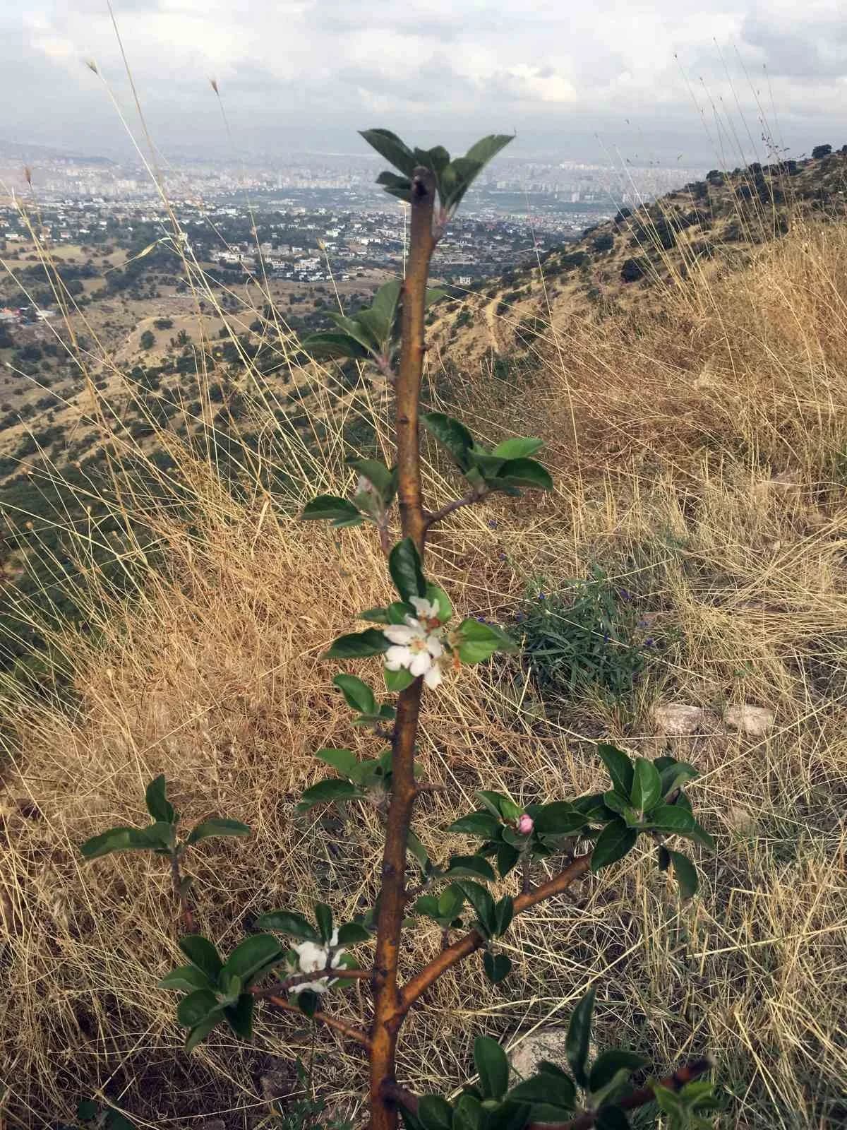 Kayseri Talas’taki Ali Dağı’nda ekim ayında çiçek açan elma ve akasya ağaçları ile olgunlaşan kuşburnu, menengiç ve alıç