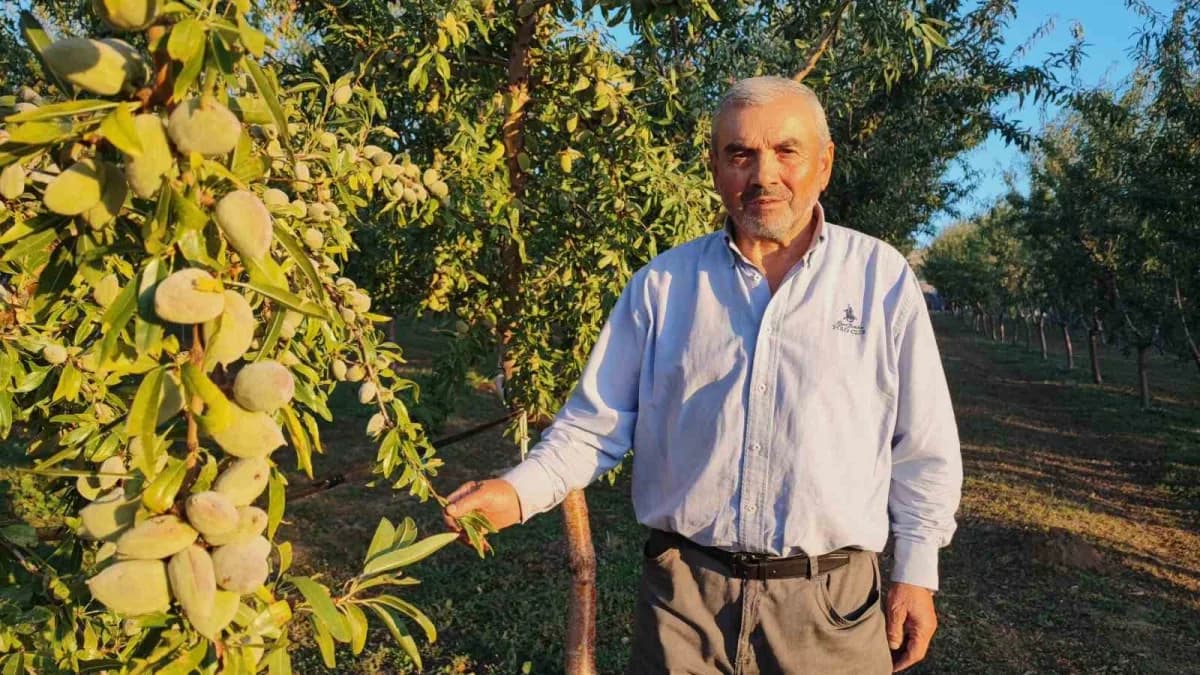Yozgat’ta badem ve hünnap ağaçları arasında çalışan Hasan Sidal