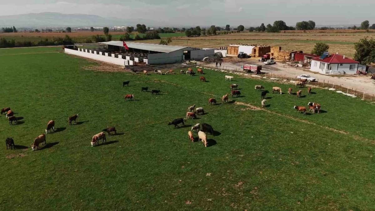 Kırmızı et üretiminin önemli merkezlerinden şehirde ekiplerin seferber edildiği aşılama çalışmasının bir ay içinde tamam