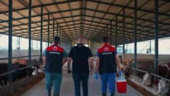 Amasya’da veterinerler büyükbaş hayvanlara şap aşısı uyguluyor