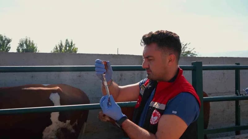 İl Tarım ve Orman Müdürlüğü ekipleri seferber oldukları aşılama çalışmasını bir ay içinde tamamlamayı planlıyor.