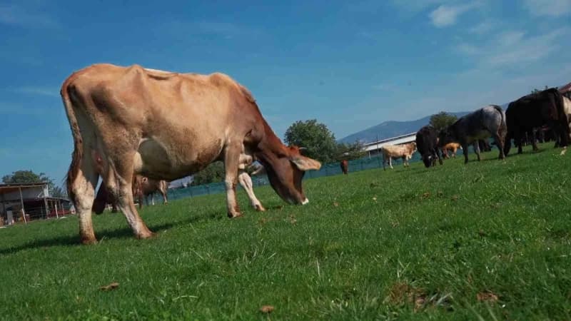 Çiftlik hayvanları arasında bulaşıcı bir hastalık olan şap hastalığının belirtileri ağız içi ile çevresinde, toynaklarda