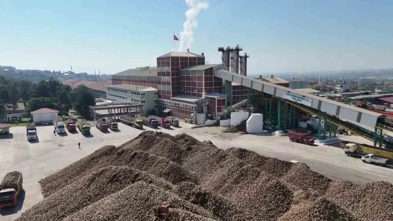 Amasya Şeker Fabrikası’nın faaliyet gösterdiği 11 bölgede 55 bin dekar alanda yapılan ekim sonucu 350 bin ton pancarın h