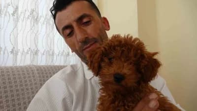 Antalya’da halk otobüsünde koltuk üzerinde unutulan Toy Poodle cinsi köpek