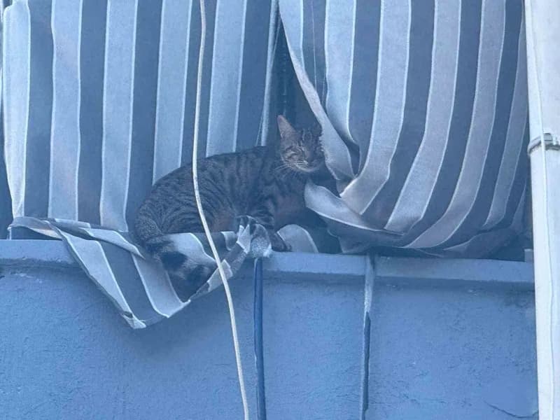 Apartmanda kiracı olarak ikamet eden Muzaffer Yıldız isimli genç, ev sahibinin dairesinde kedinin mahsur kaldığını öğren