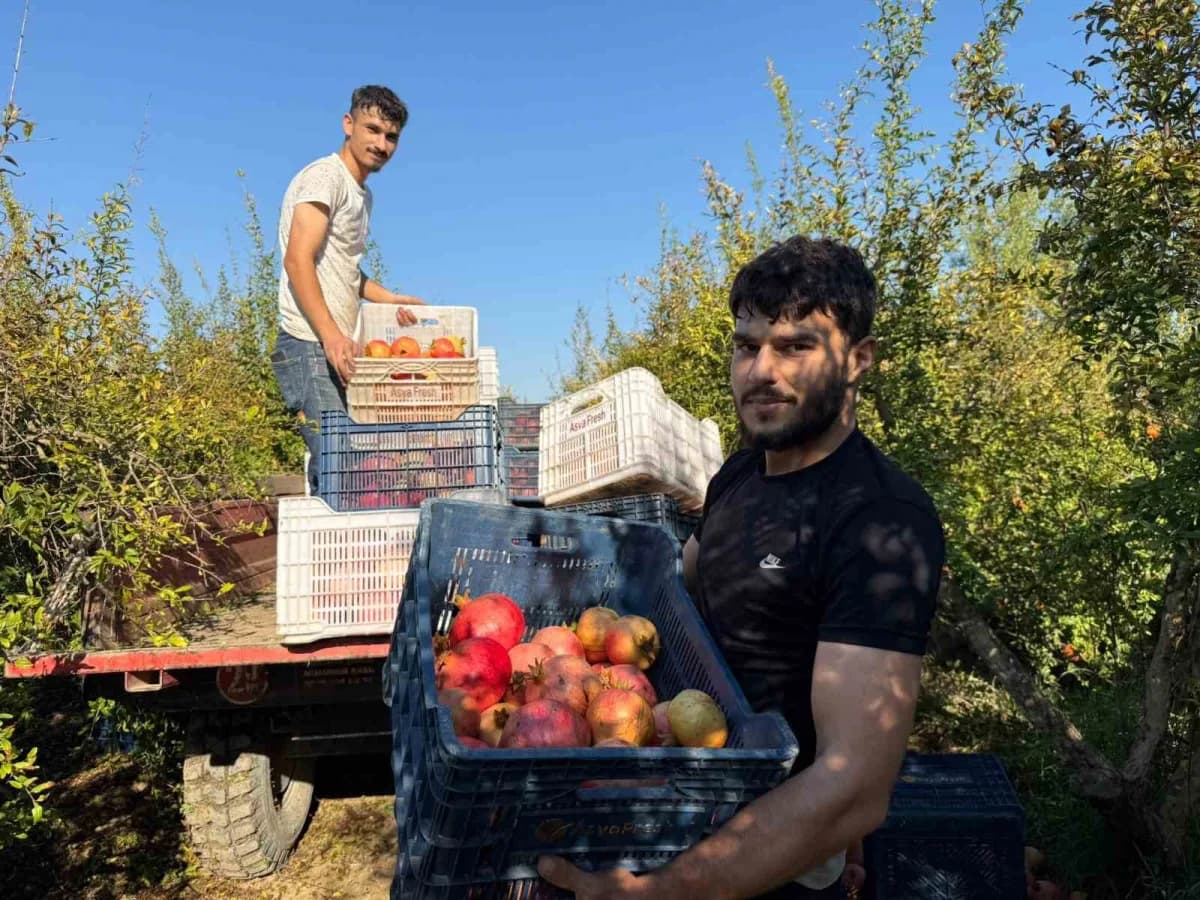 Nar hasadı, yağış uyarısı nedeniyle erken başladı.