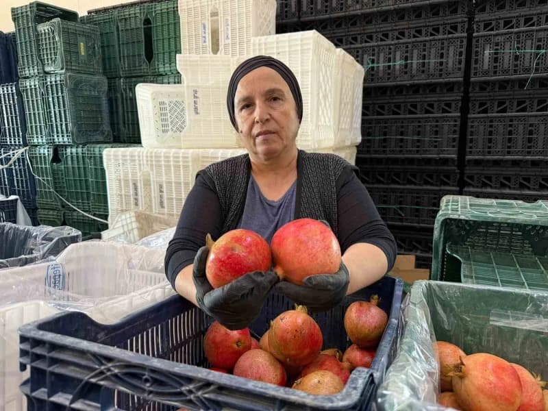 Nar hasadı ve Narenciye işleme tesisleri, Türkiye'nin dört bir yanından gelen tarım işçilerine de ekmek kapısı olmaya de