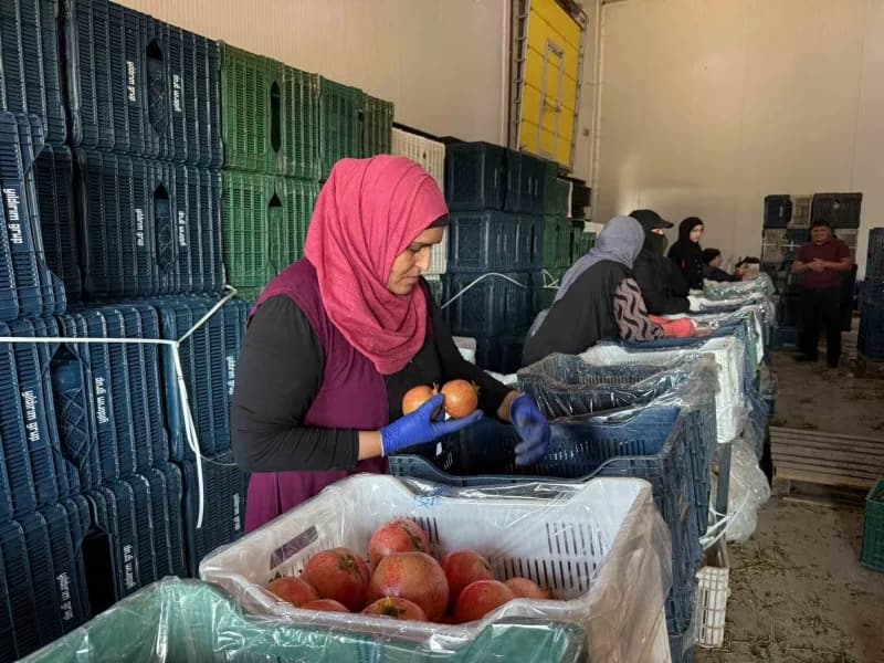 Nar hasadı ve Narenciye işleme tesisleri, Türkiye'nin dört bir yanından gelen tarım işçilerine de ekmek kapısı olmaya de