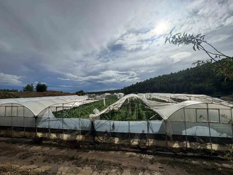 Çevreli Mahallesi'ndeki sera ve konut zararlarına ilişkin Büyükşehir Belediyesi Sosyal Hizmetler Dairesi Başkanlığı ve T