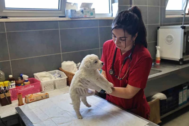Antalya Büyükşehir Belediyesi Sokak Hayvanları Geçici Bakımevi ve Rehabilitasyon Merkezi dış görünümü ve yaşam alanı