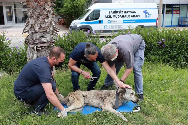 Antalya Büyükşehir Belediyesi Sokak Hayvanları Geçici Bakımevi ve Rehabilitasyon Merkezi, 84 bin metrekarelik geniş alan