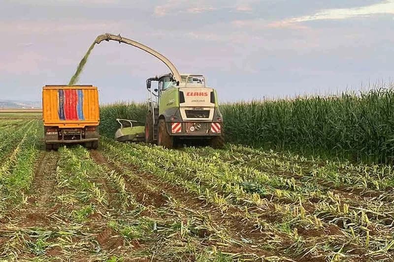 Gaziantep Araban Ovası’nda silajlık mısır tarlasında hasat yapan çiftçiler