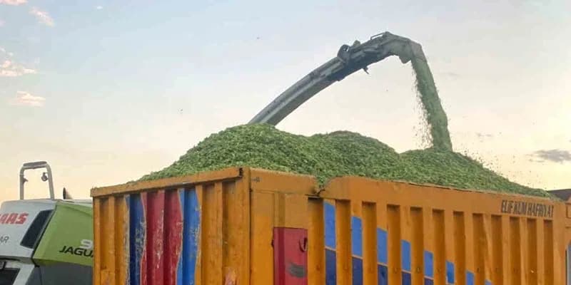 Araban Ovası’nda silajlık mısır hasadı başladı