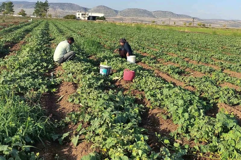 Gaziantep’in Araban ilçesinde, kışlık turşu hazırlıklarının vazgeçilmez ürünlerinden turşuluk hıtanın hasadına başlandı.