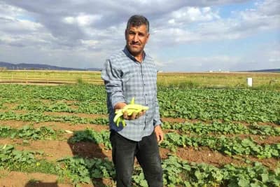 Gaziantep Araban Ovası’nda turşuluk acurun tarlada hasat edilmesi ve ürünlerin satışa hazırlanması