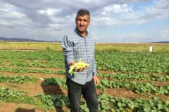 Gaziantep Araban Ovası’nda turşuluk acurun tarlada hasat edilmesi ve ürünlerin satışa hazırlanması