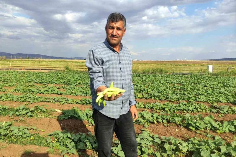 Gaziantep Araban Ovası’nda turşuluk acurun tarlada hasat edilmesi ve ürünlerin satışa hazırlanması