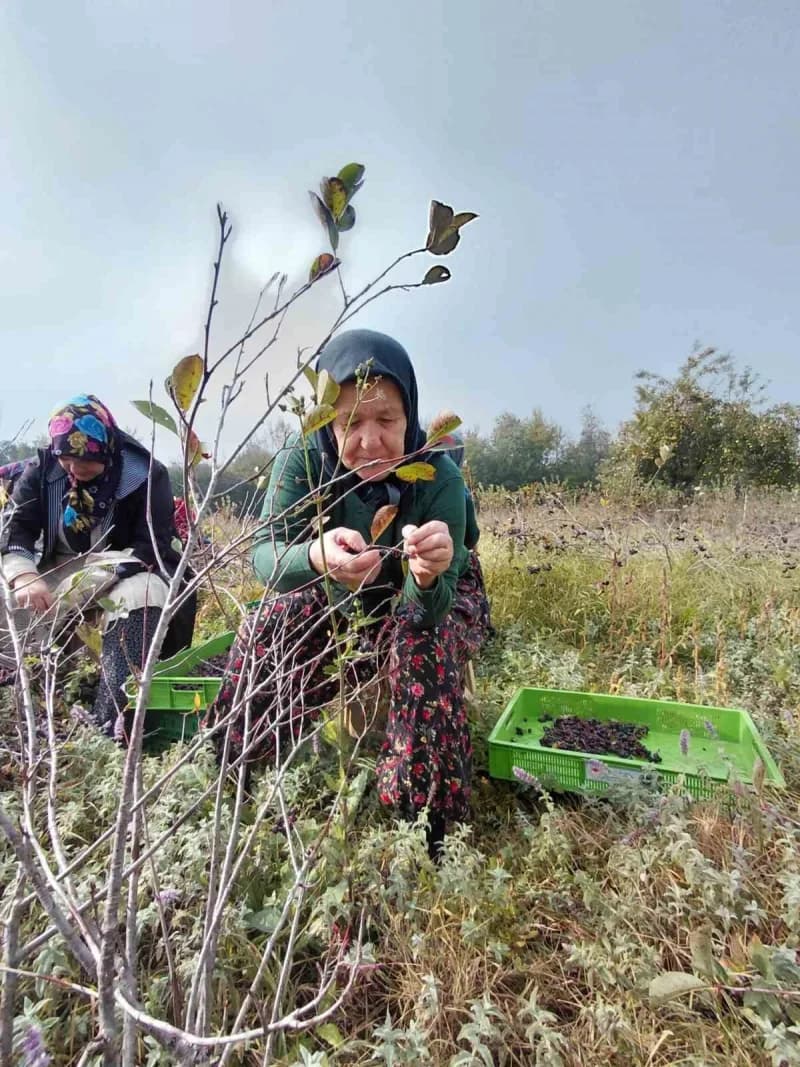 Bolu’nun Mudurnu ilçesinde 5 yıl önce 10 dönümlük arazilerine 3 bin aronya fidanı diken Ömer ve Tezay Acar çifti, bu yıl