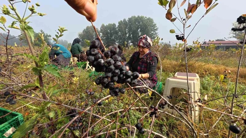 İnşaat bölümünden mezun olduktan sonra tarıma yönelen Tezay Acar, üretimi daha bilinçli yapabilmek için yeniden üniversi