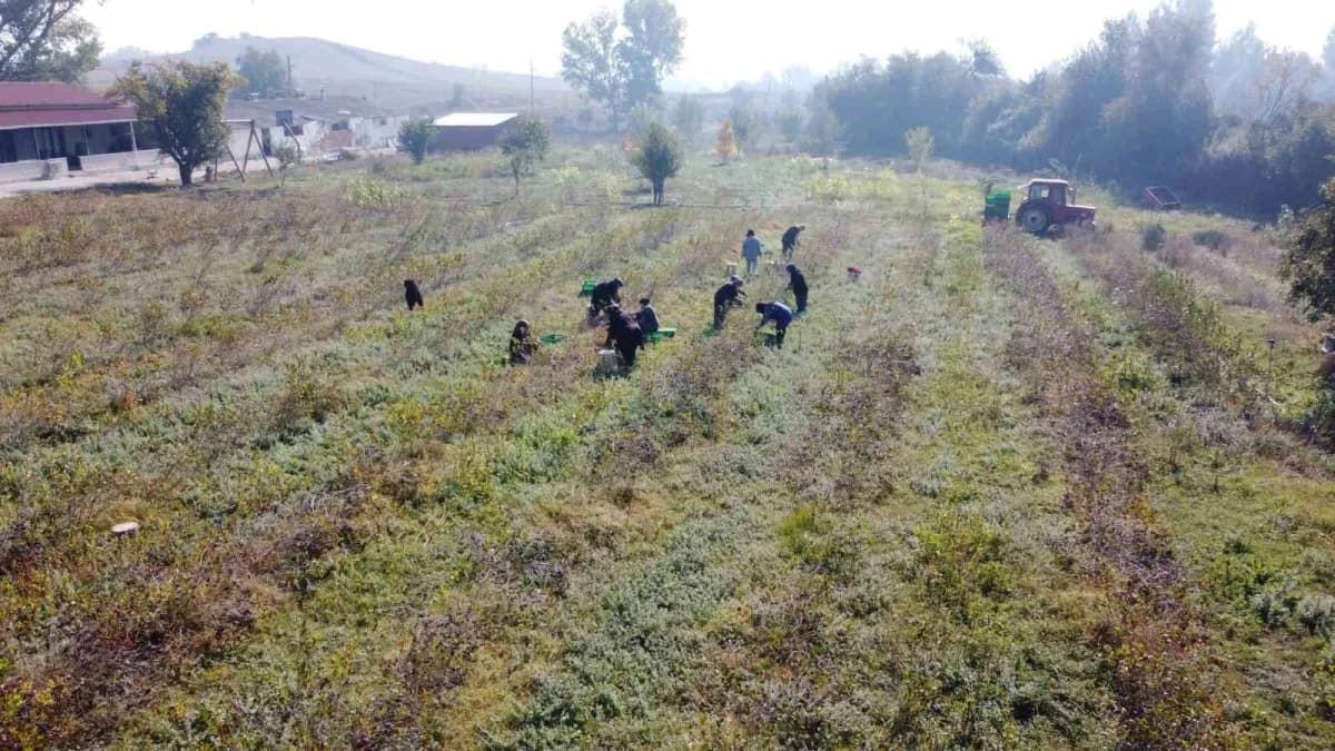 Bolu’nun Mudurnu ilçesinde 5 yıl önce 10 dönümlük arazilerine 3 bin aronya fidanı diken Ömer ve Tezay Acar çifti, bu yıl