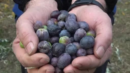 Artvin Çoruh Vadisi’nde yetişen asırlık Butko zeytin ağaçları ve zeytin hasadı