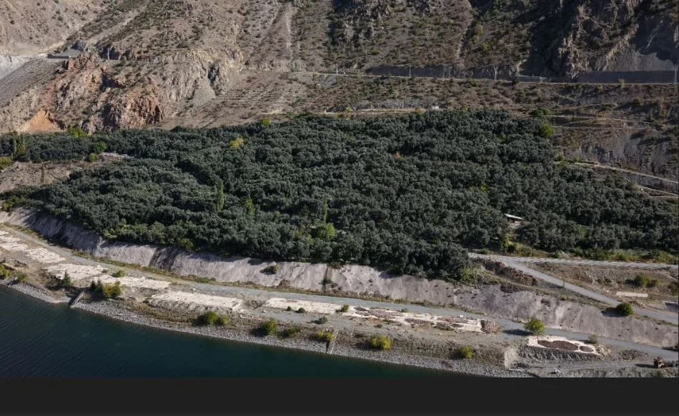 Türkiye'nin batısında üretilen zeytin ve zeytinyağına oranla Artvin'in Butko zeytini de zeytinyağı da astronomik rakamla