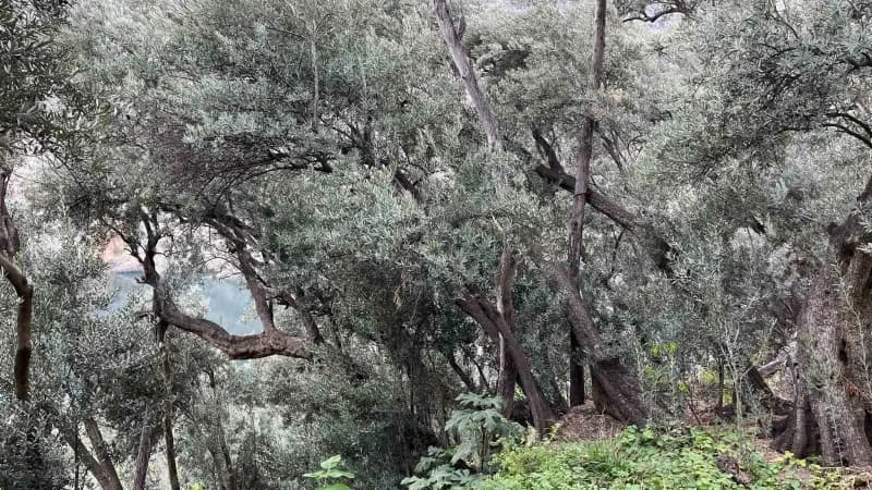 Artvin'de Çoruh Nehri kıyısında yetiştirilen ve coğrafi işaret tescili için çalışmalar yürütülen Butko zeytininde yeni h