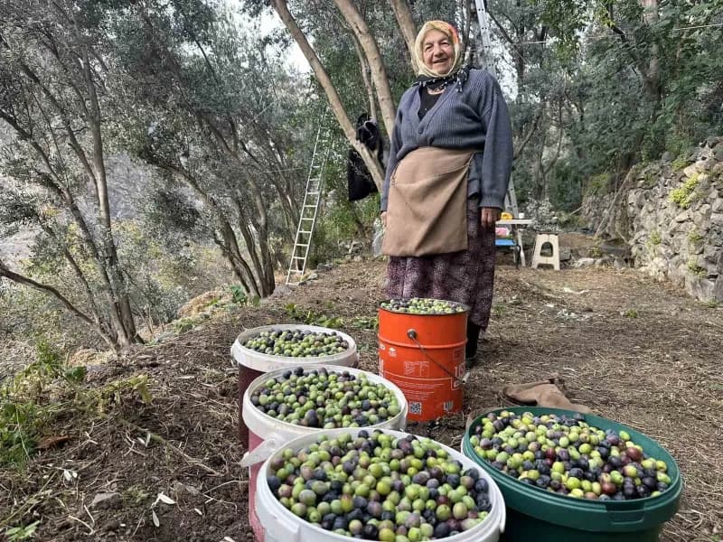 Artvin’de 2026 yılı hasat sezonunda Butko cinsi siyah ve yeşil zeytinin kilogram fiyatı 400 TL, çamiç zeytininin kilogra