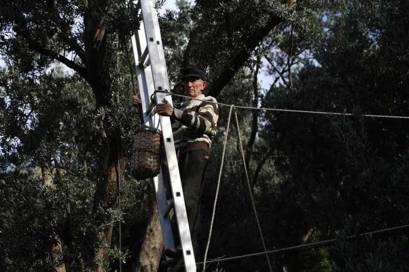 Artvin Çoruh Nehri kıyısında yetişen Butko zeytin ağaçları ve zeytin hasadı