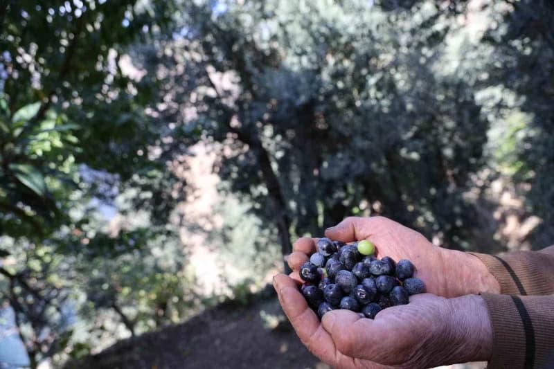 Artvin’de 2026 yılı hasat sezonunda Butko cinsi siyah ve yeşil zeytinin kilogram fiyatı 400 TL, çamiç zeytininin kilogra