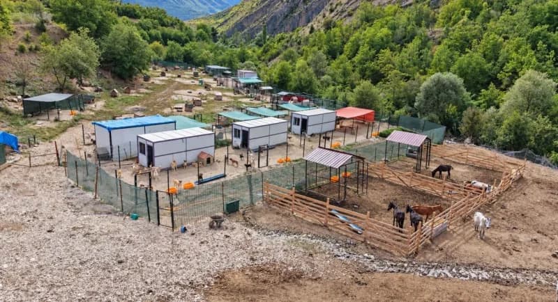 Artvin'de 2021 yılında kesime götürülürken terk edilen atların bakımını 5 yıldır gönüllüler üstleniyor