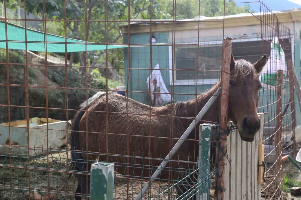 Artvin Ardanuç’ta gönüllüler tarafından bakımı yapılan atlar ve diğer hayvanlar çiftlikte görülüyor