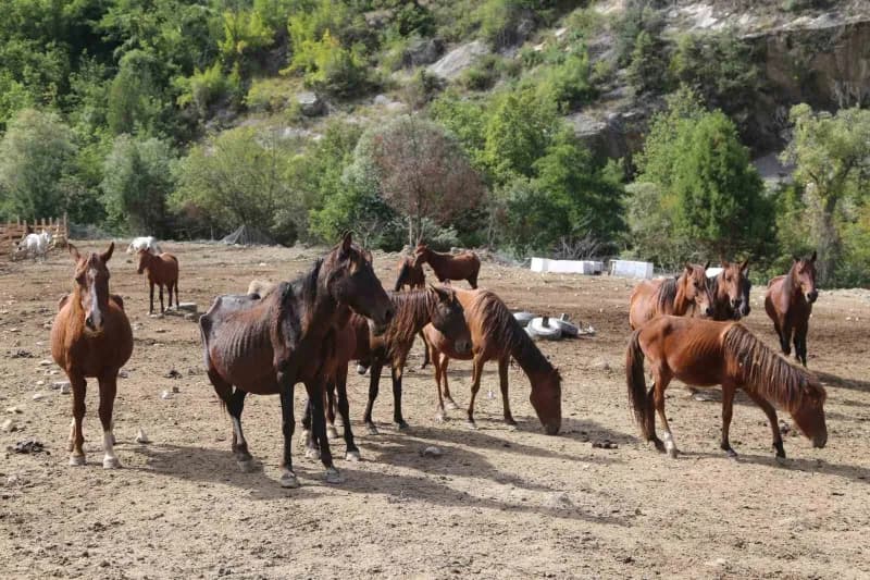 Artvin'de 2021 yılında kesime götürülürken terk edilen atların bakımını 5 yıldır gönüllüler üstleniyor