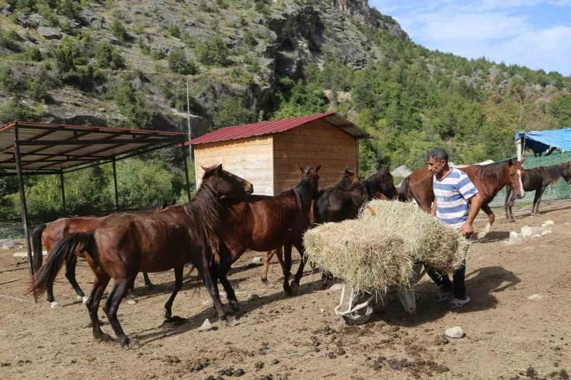 Artvin'de 2021 yılında kesime götürülürken terk edilen atların bakımını 5 yıldır gönüllüler üstleniyor