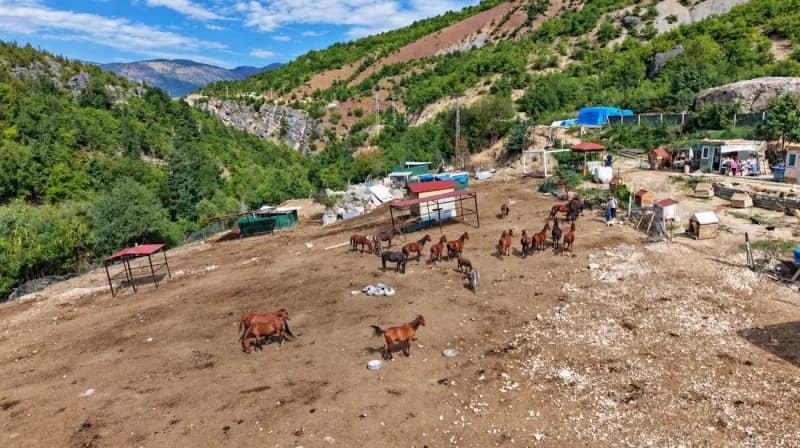 Artvin'de 2021 yılında kesime götürülürken terk edilen atların bakımını 5 yıldır gönüllüler üstleniyor