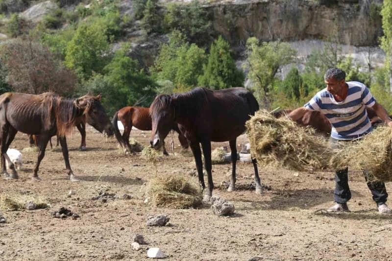 Artvin'de 2021 yılında kesime götürülürken terk edilen atların bakımını 5 yıldır gönüllüler üstleniyor