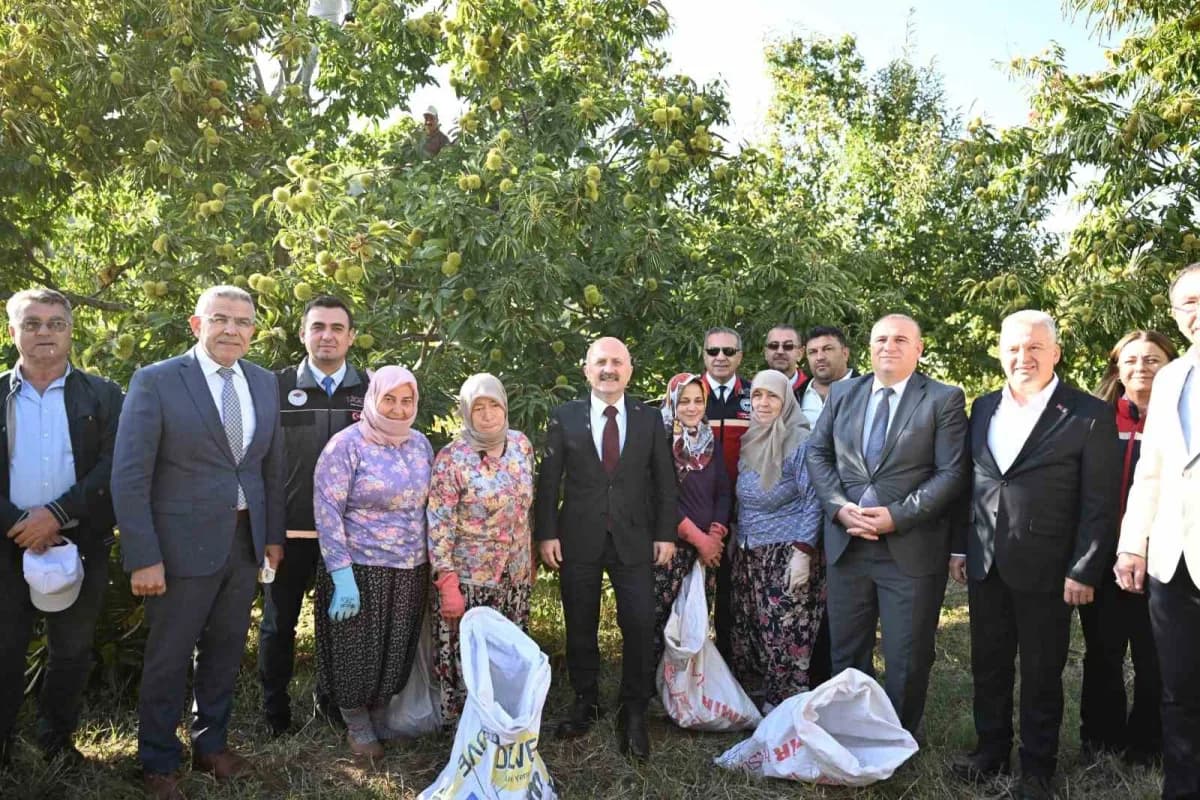 Aydın’da kestane hasadı yapan üreticiler ve kestane ağaçları