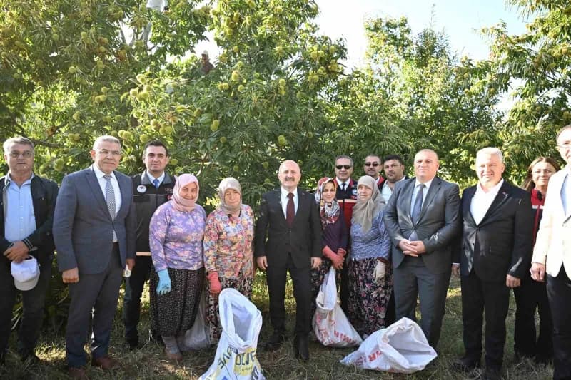 Aydın’da kestane hasadı yapan üreticiler ve kestane ağaçları